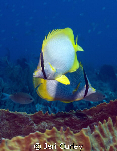 Reef butterflyfish at Flower Gardens, Riviera Beach, Flor... by Jeri Curley 